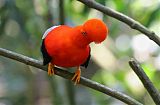 Andean Cock-of-the-rock